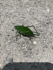 Polysarcus denticauda