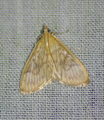 Crocidophora serratissimalis