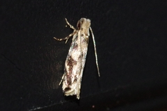 Erechthias zebrina