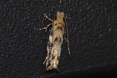 Erechthias zebrina