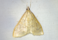 Ostrinia obumbratalis