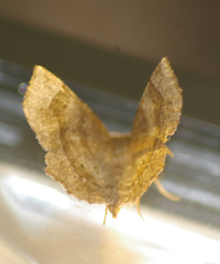 Metarranthis hypochraria