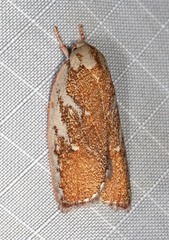 Euchaetis rhizobola