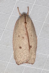 Euchaetis rhodochila