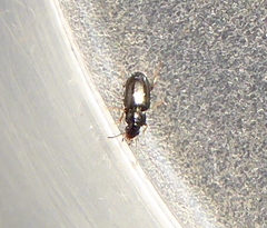 Carabidae