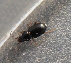 Carabidae