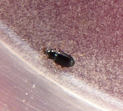 Carabidae