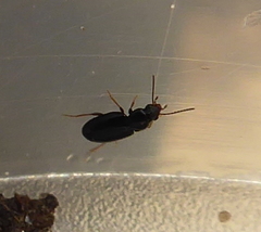 Carabidae
