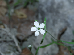 Heliosperma pusillum
