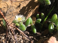Delosperma echinatum