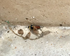 Odontomutilla uranioides