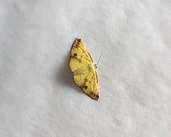 Corymica