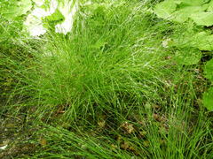 Carex remota