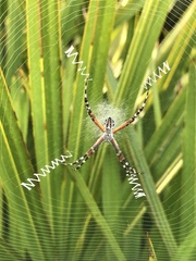 Argiope florida