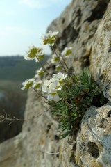 Schivereckia podolica