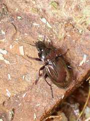 Pterostichus burmeisteri