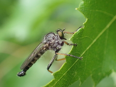Neoitamus socius