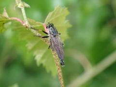 Neoitamus socius