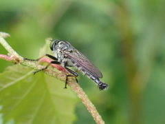 Neoitamus socius