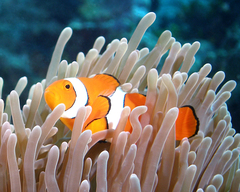 Amphiprion percula