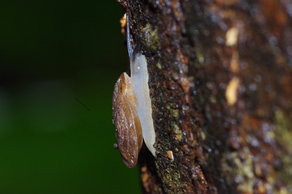 Videnoida
