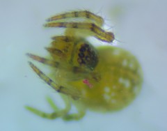 Mysmenidae