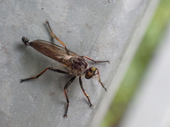 Neoitamus socius