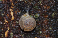 Videnoida horiomphala