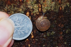 Videnoida horiomphala