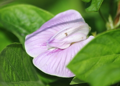 Centrosema pubescens
