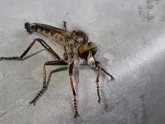 Neoitamus socius