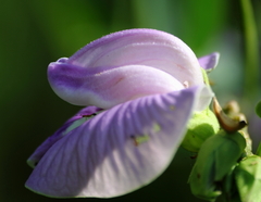 Centrosema pubescens