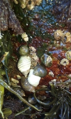 Testudinalia testudinalis