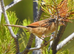 Curruca deserticola