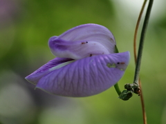 Centrosema pubescens