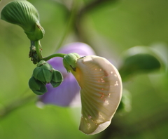 Centrosema pubescens
