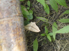 Timandra punctinervis