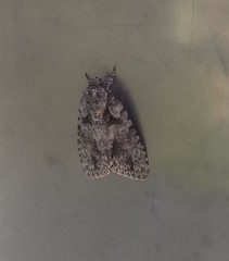 Acronicta ovata