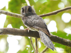 Barred Owlet-Nightjar photo 1