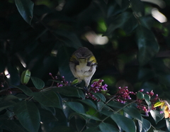 Lichmera indistincta limbata