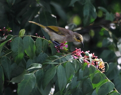 Lichmera indistincta limbata