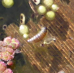 Stenopelmus rufinasus