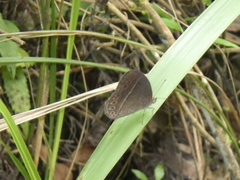 Mycalesis janardana