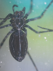 Psechrus