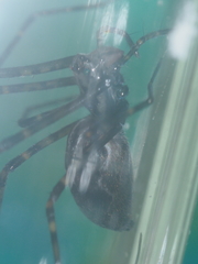 Psechrus