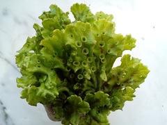 Marchantia polymorpha ruderalis