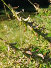 Astragalus falcatus