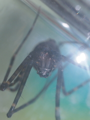 Psechrus