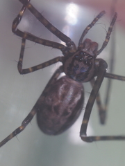 Psechrus