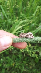 Autographa flagellum